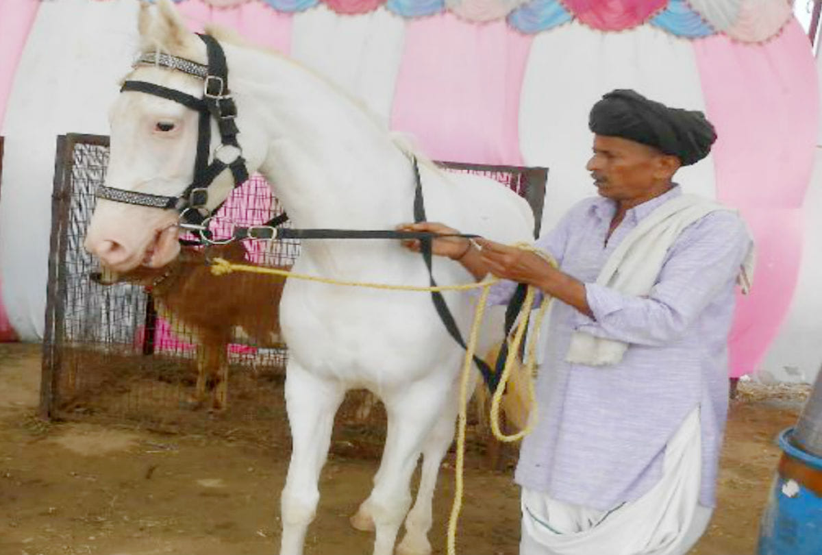 one crore price of horse himalaya laxami in bateshwar pashu mela