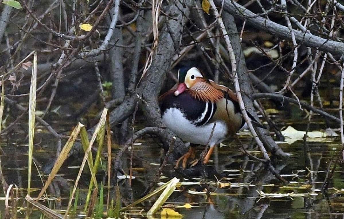 Male mandarin duck