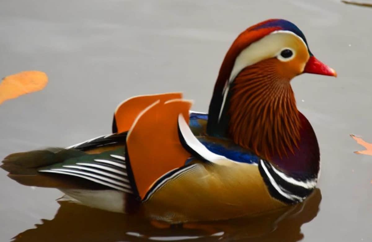 China's famous Male mandarin duck found in america