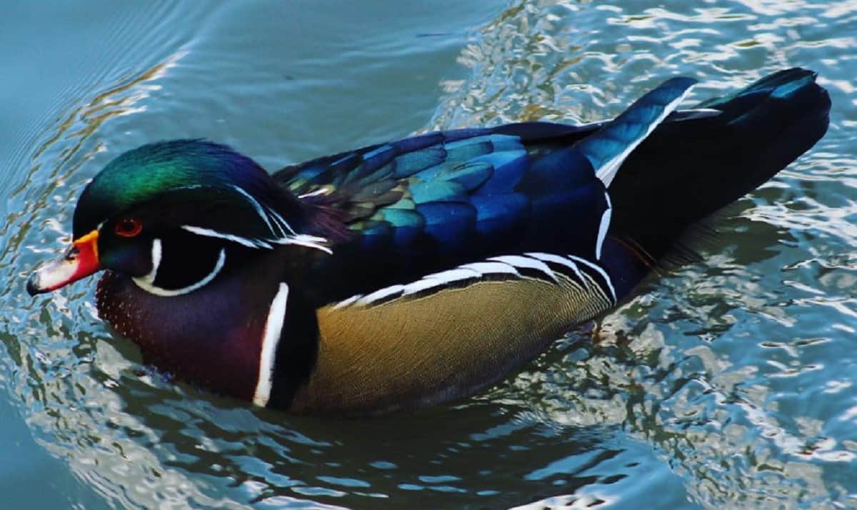 China's famous Male mandarin duck found in america
