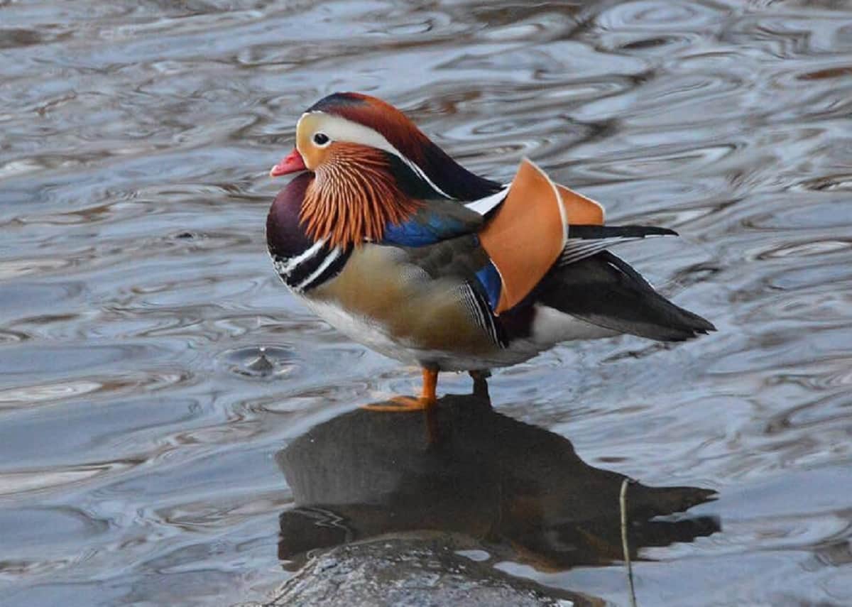 China's famous Male mandarin duck found in america