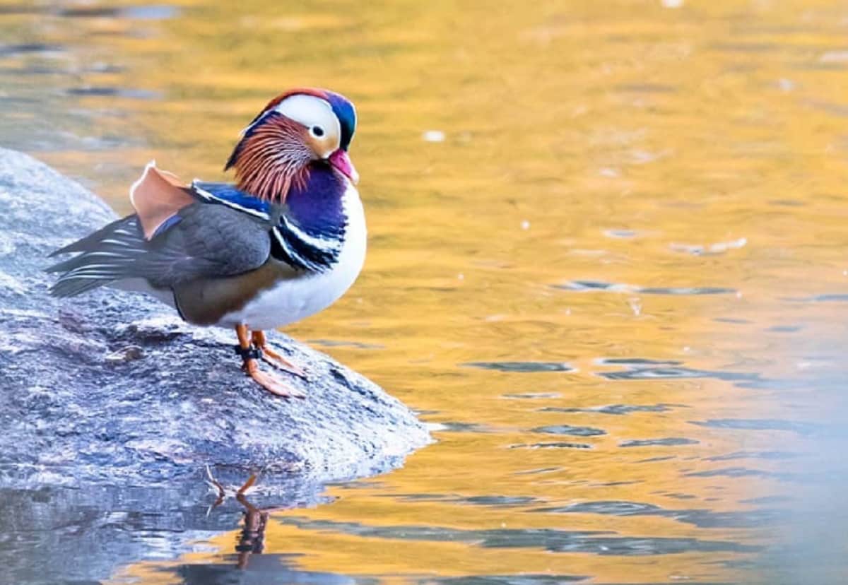 China's famous Male mandarin duck found in america