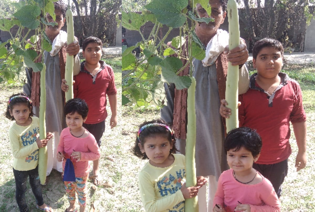 farmer grew five feet long pumpkin in the garden without chemical in Muzaffarnagar