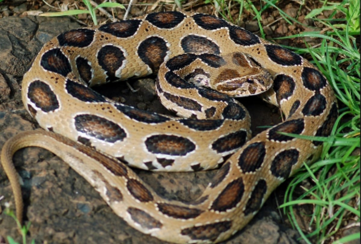 Wildlife animals On the smugglers target dangerous Russell Viper moving towards population in meerut