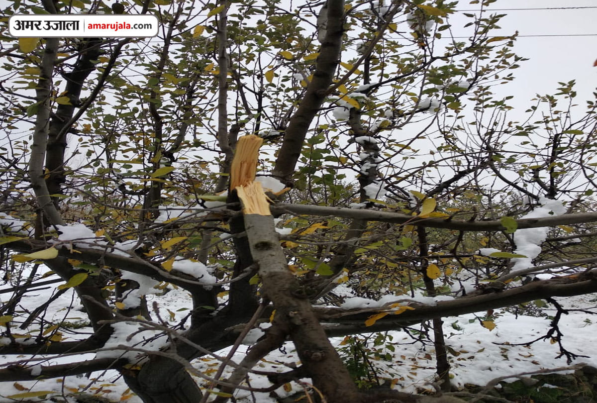 Untimely snowfall damages apple crop in Kashmir
