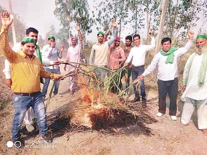 केमरी में गन्ने की होली जलाते किसान। अमर उजाला