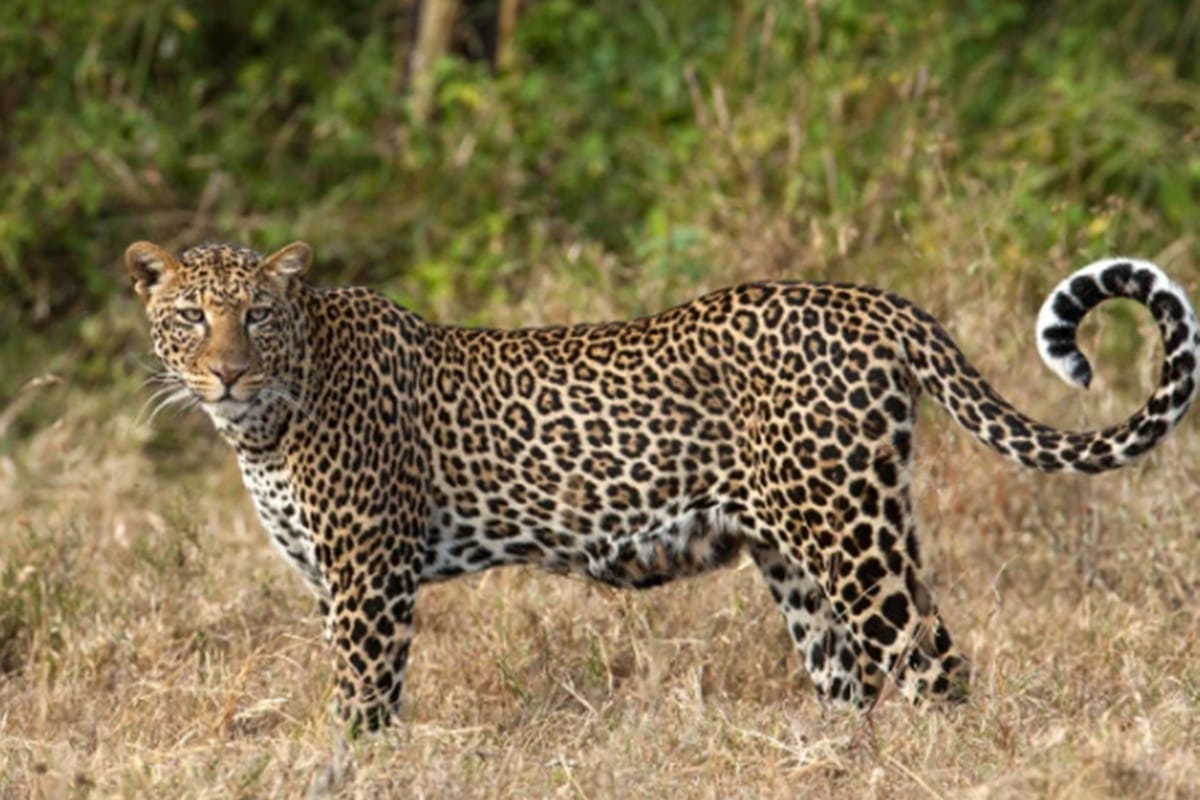 Leopard killed 47 Sheeps in a village of Gujarat in a single night