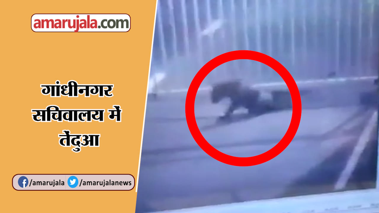 तेंदुआ