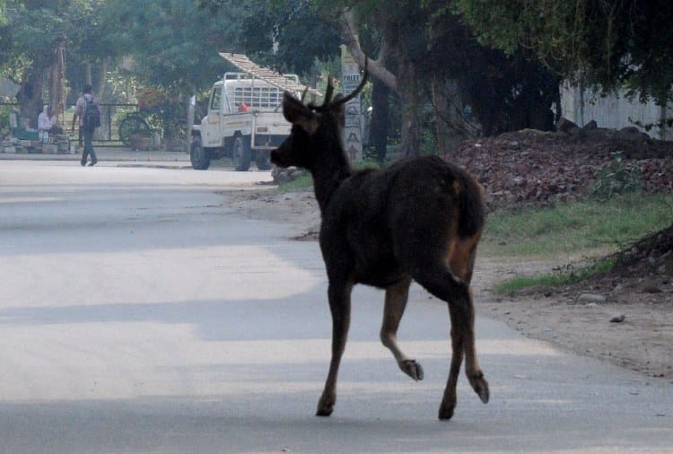 Reindeer and Cobra on Road in Panchkula