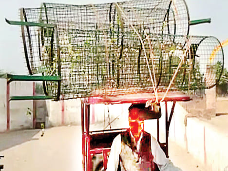 Party leader and BJP leader in treeguard