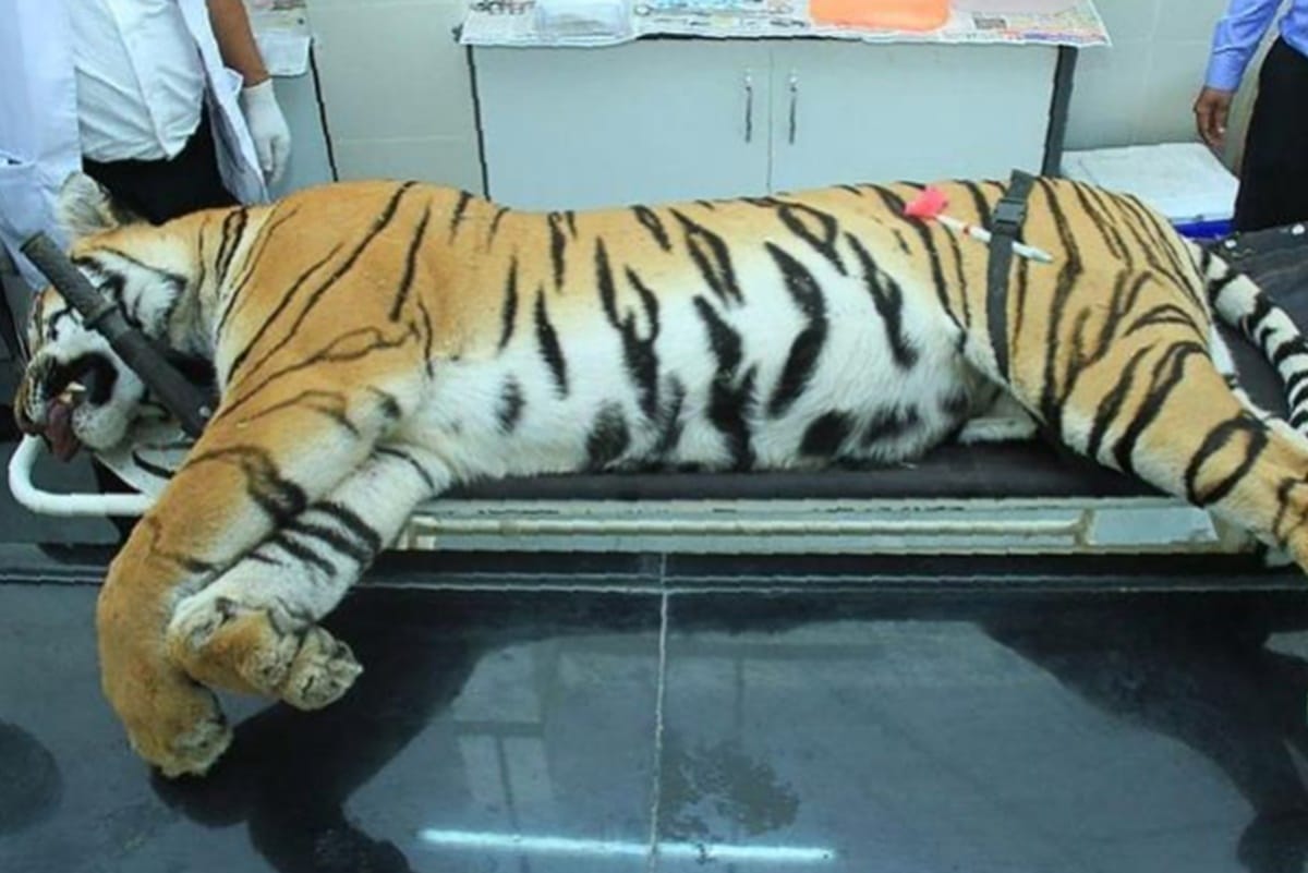 delhi zoo 14 year old dead tigress sample will be tested for coronavirus