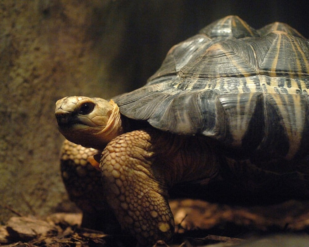 feng shui vastu tips turtle position for house and shop prosperity