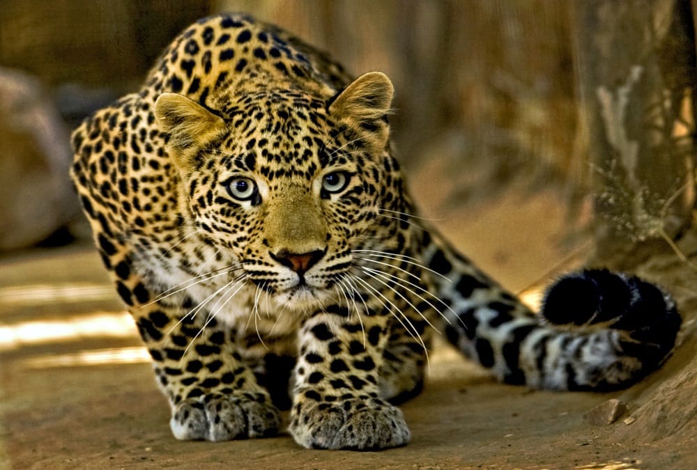 Leopard Killed Child in Nepal