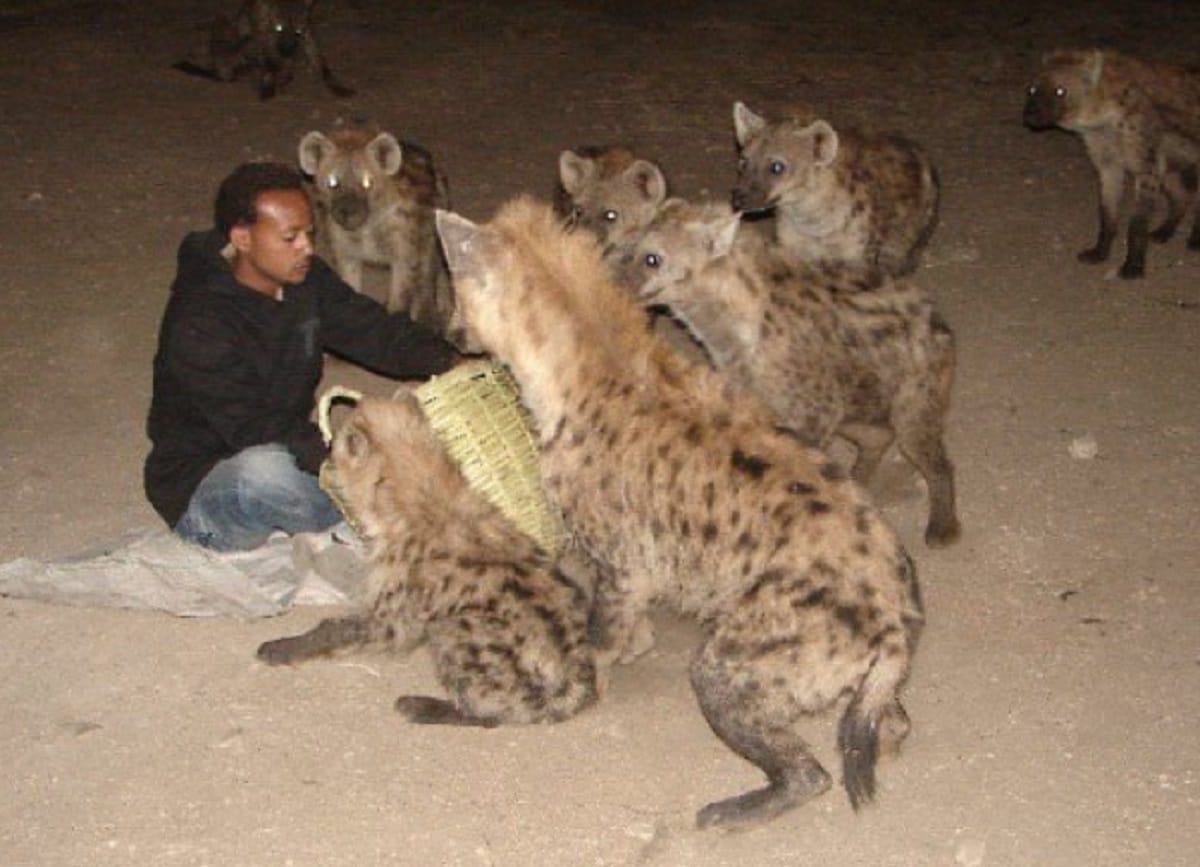 in this city People call Hyena for party