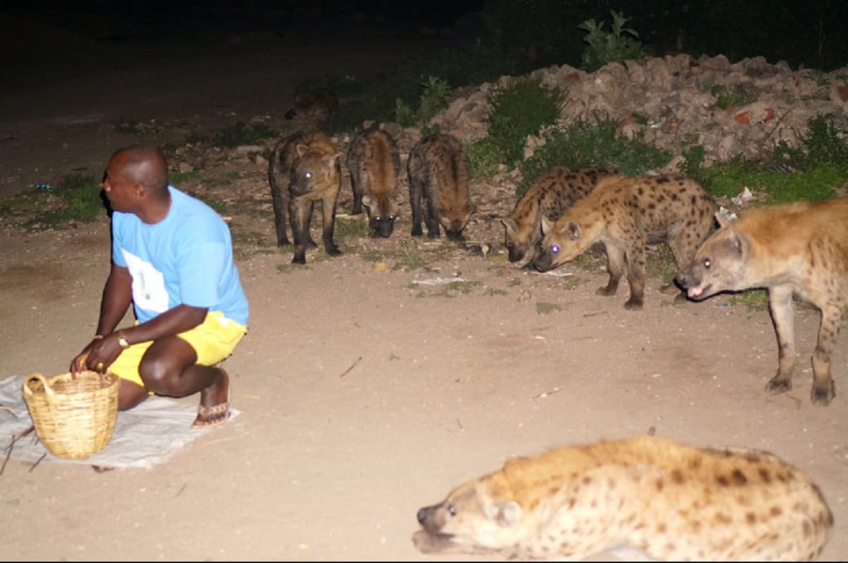in this city People call Hyena for party