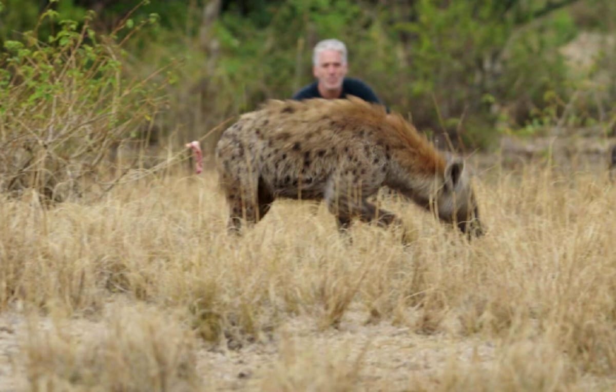 in this city People call Hyena for party