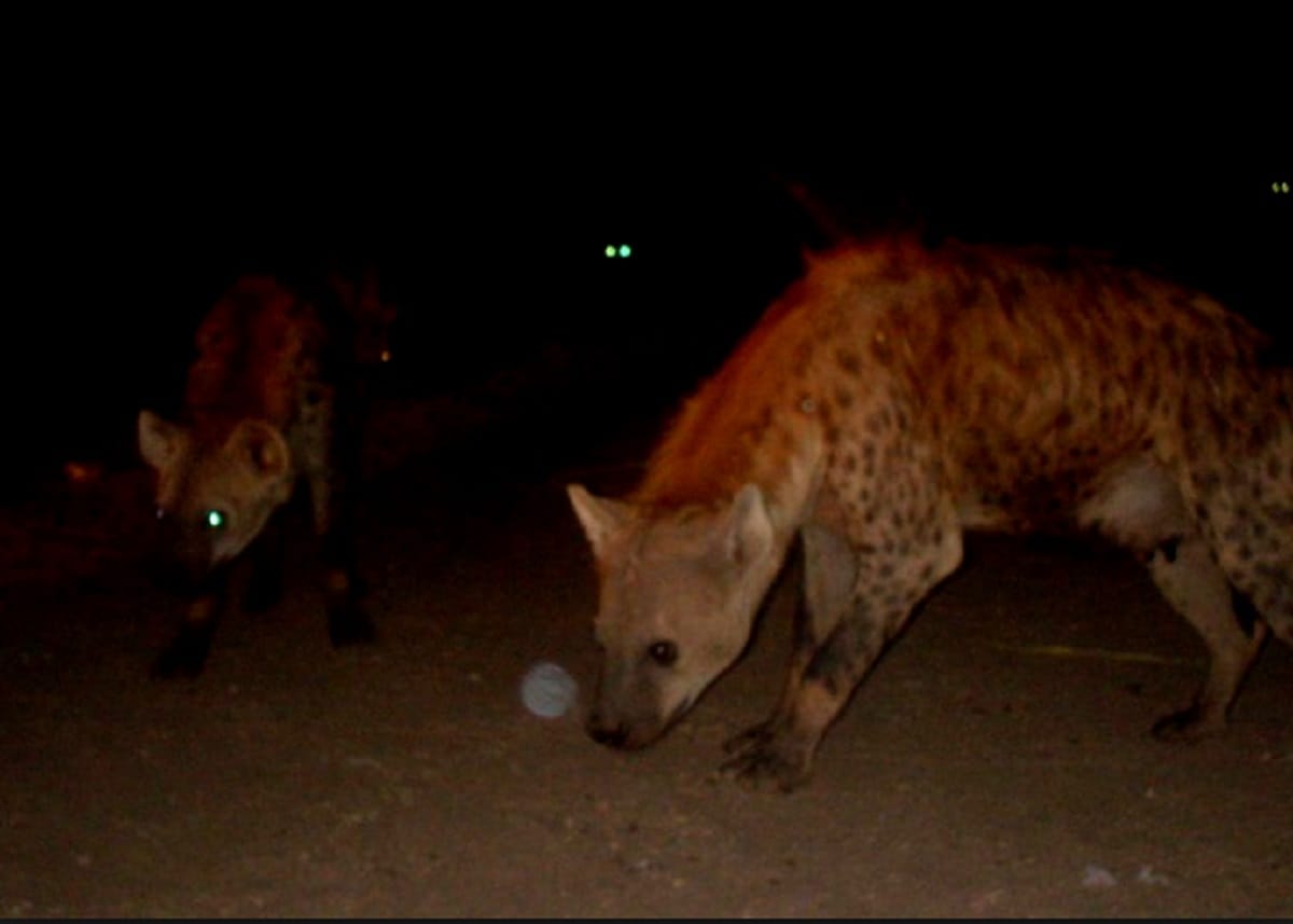 villagers saw Hyena in Dharuheraa of Haryana