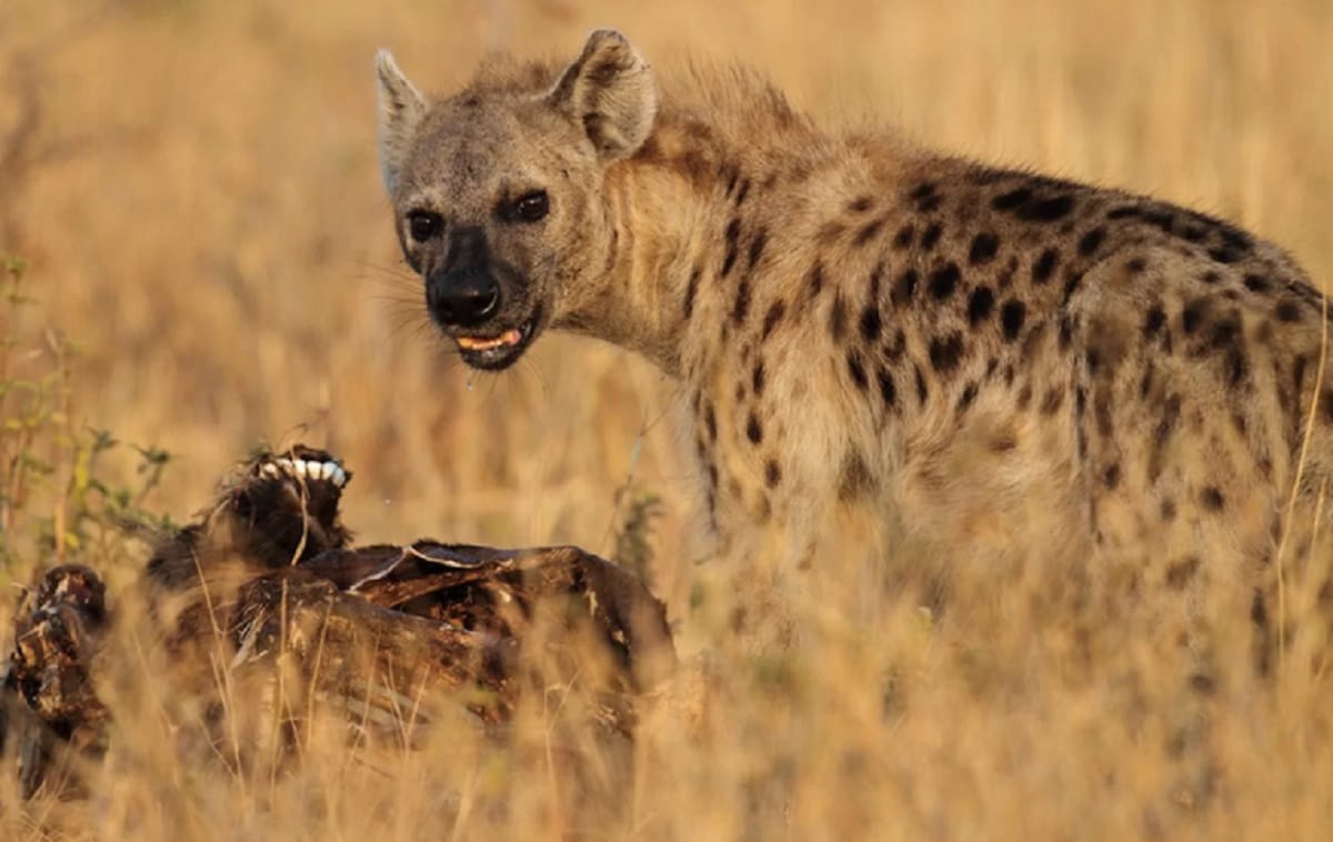 Panic among villagers of Sohgibarwa due to hyena in maharajganj