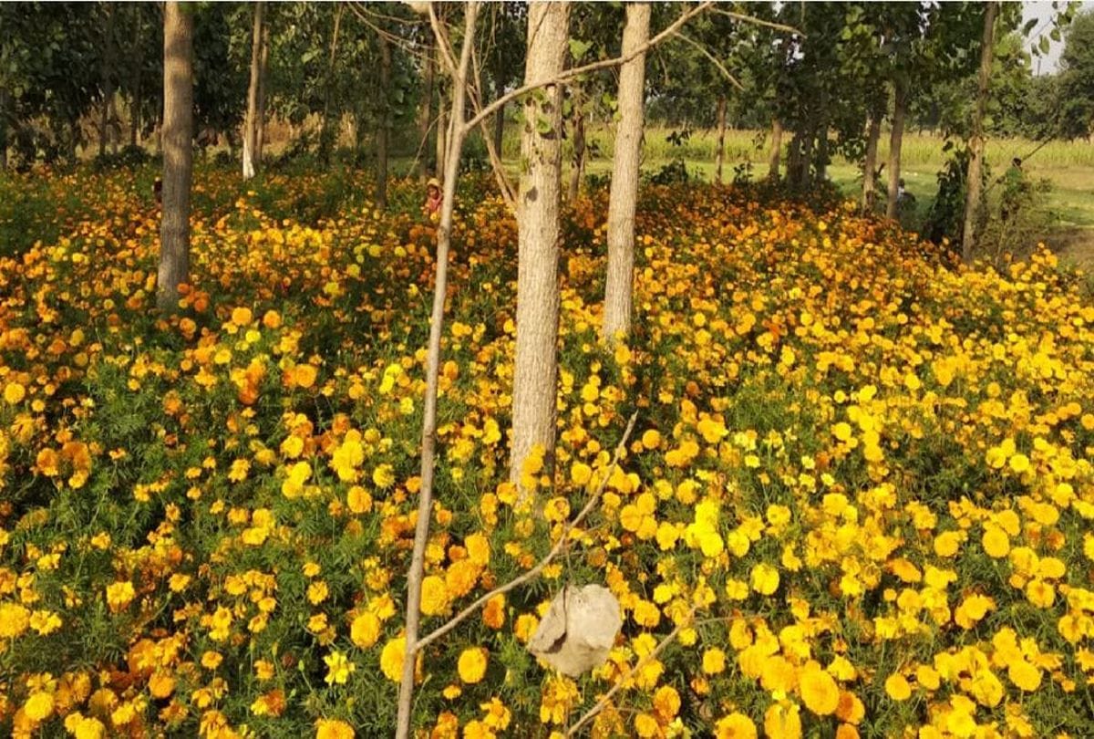 गेंदा किसानों पर बरसी मां लक्ष्मी की कृपा