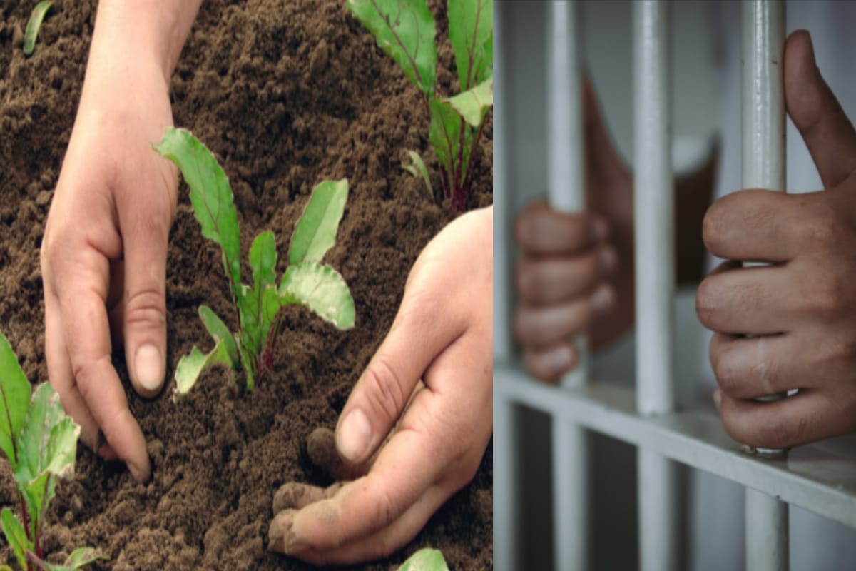 organic farming will secure the Future of prisoners in meerut jail