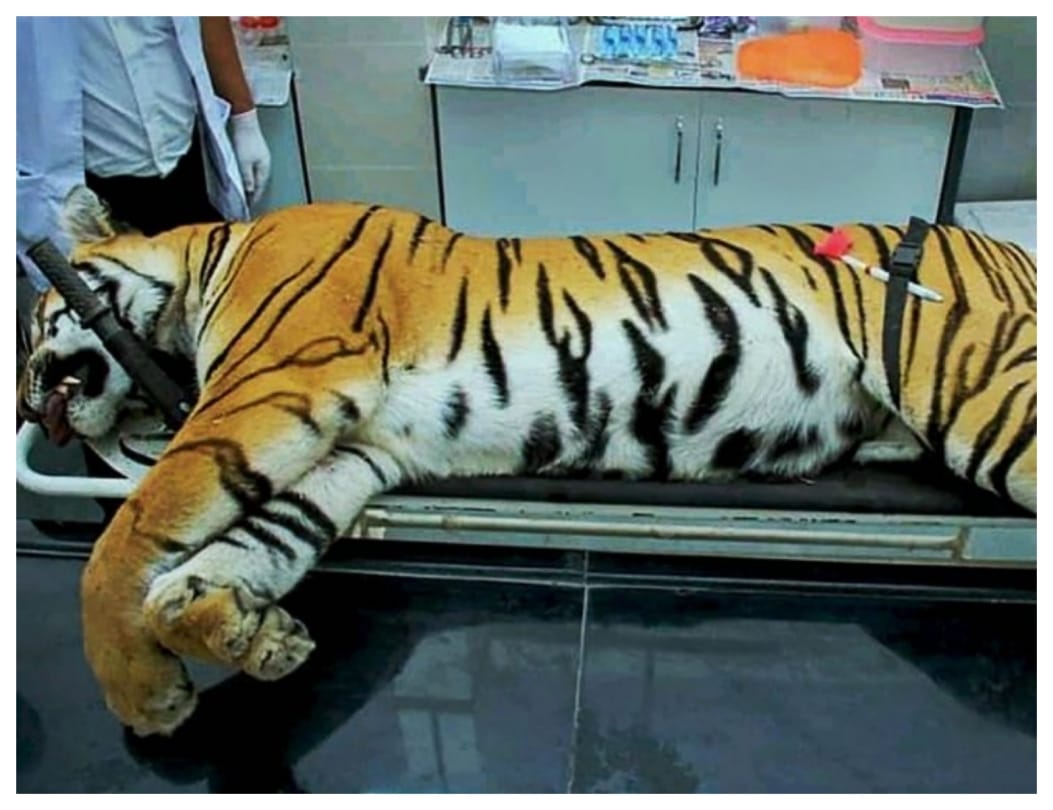 Shooter of Tigress Avni said stop defaming me