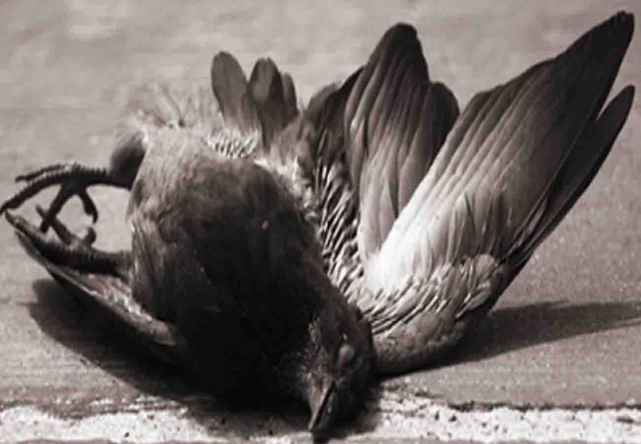 Birds can die by the noise of crackers