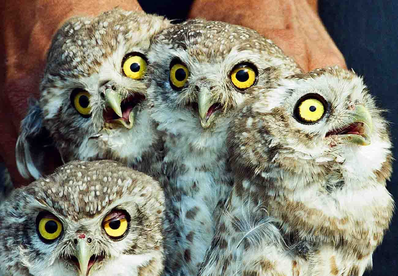 Birds can die by the noise of crackers