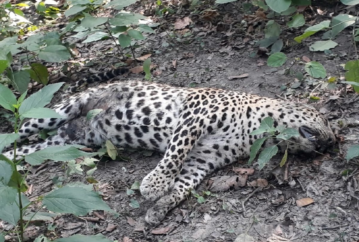 dead leopard found in forest, reason of death unknown
