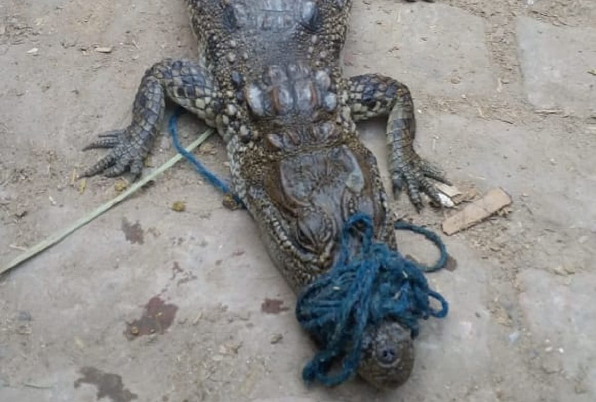 Crocodile trapped in the fishing net at mainpuri