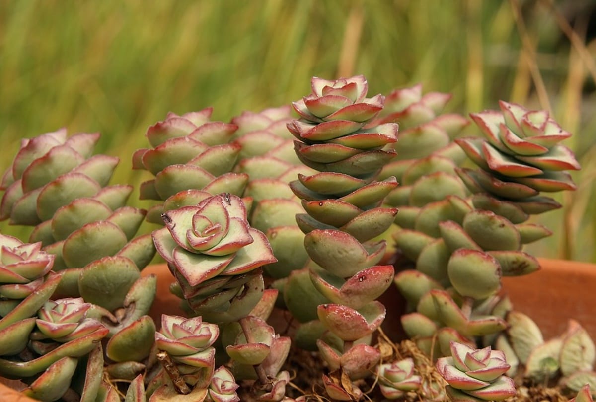 feng shui vastu tips for attract money keep at house crassula plant