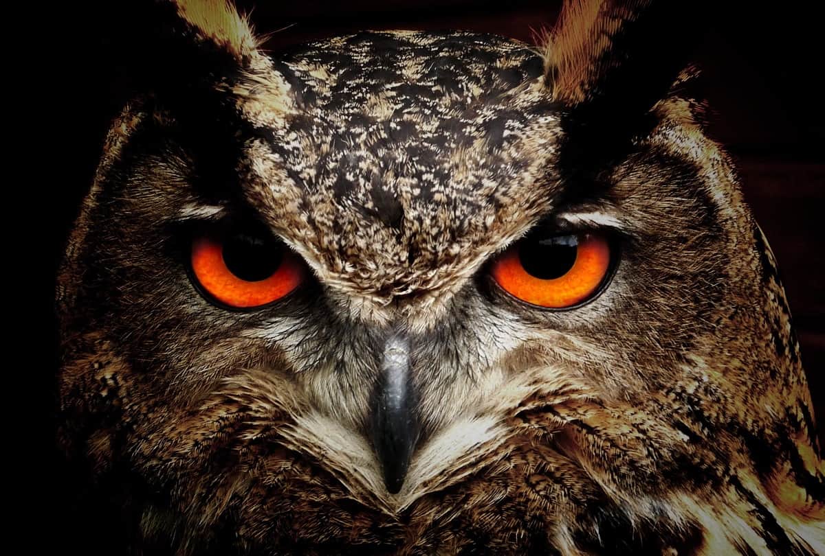 Some people on diwali still give owl sacrifices in superstition