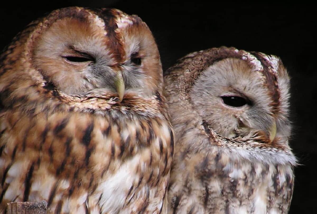 Some people on diwali still give owl sacrifices in superstition