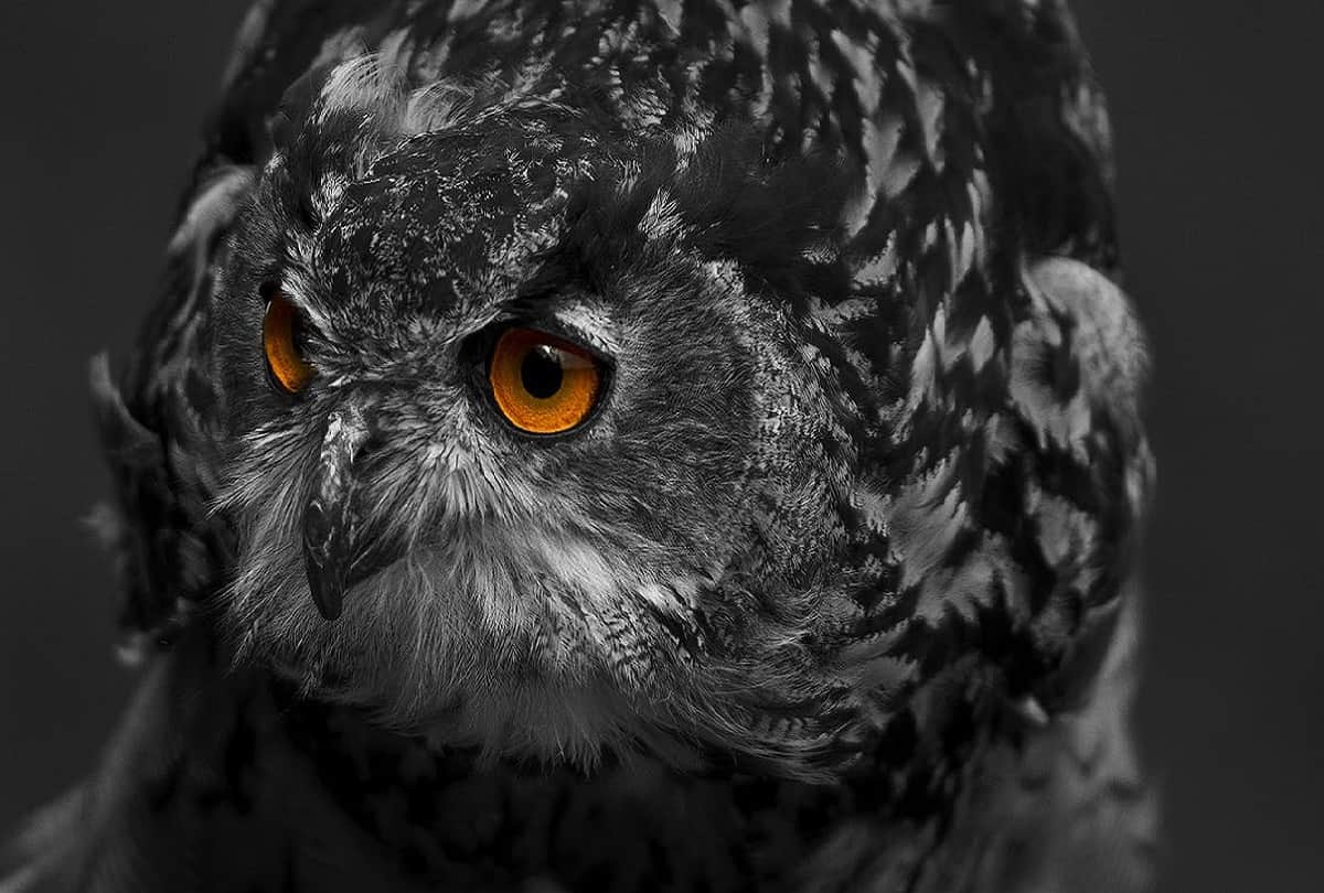 Some people on diwali still give owl sacrifices in superstition