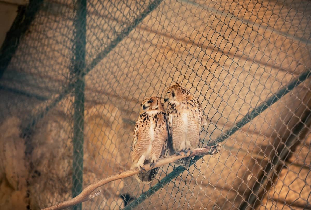 Some people on diwali still give owl sacrifices in superstition