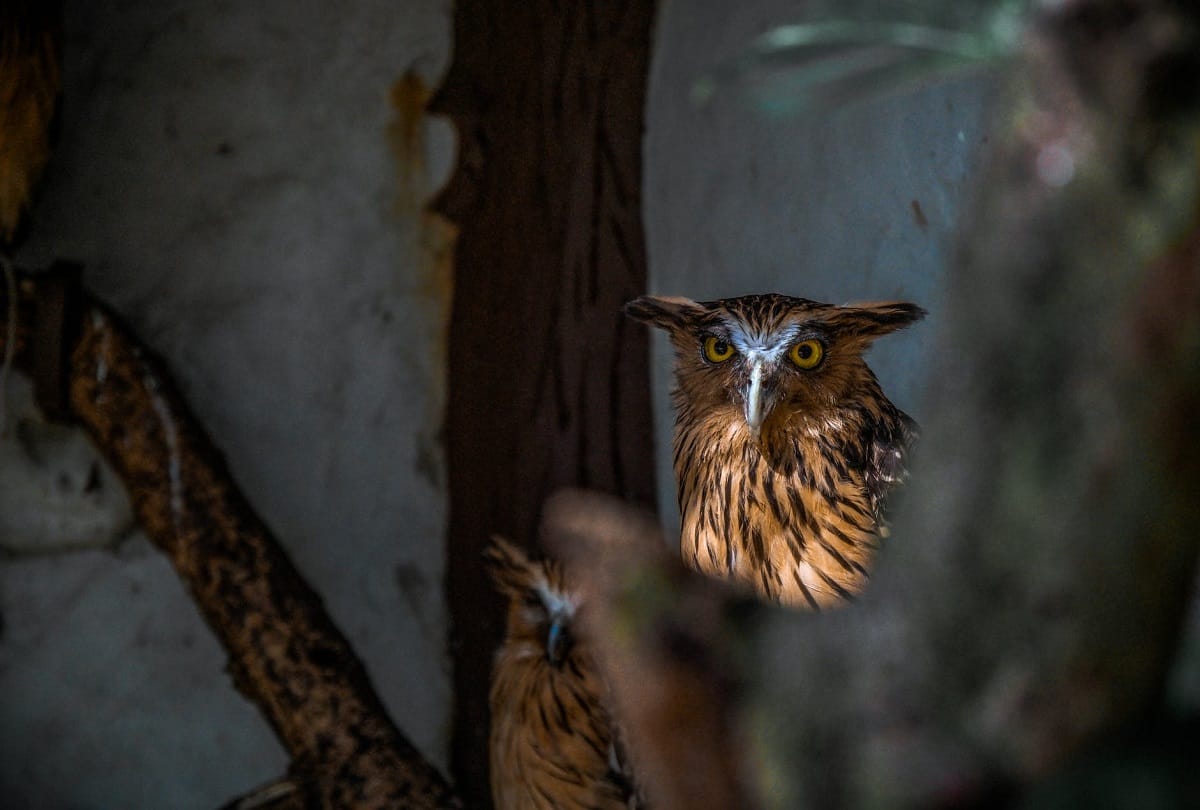 Owls are doind pest control of crops in Malaysia
