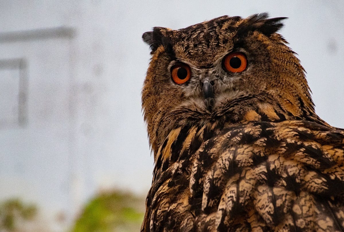 Vastu Tips ghar ya daftar mein ullu rakhna shubh ya ashubh owl statue vastu tips in hindi