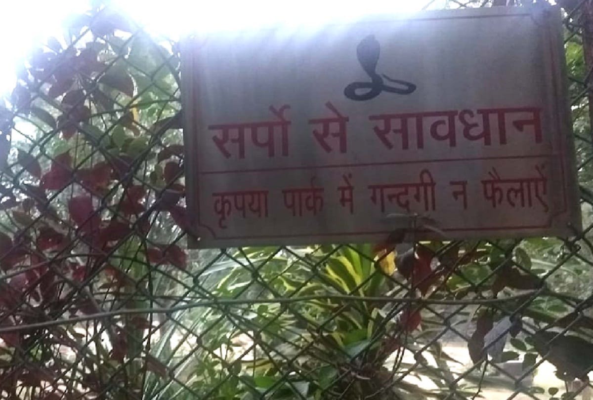 JNU campus not scare from snakes and scorpions, beware to save wild animals