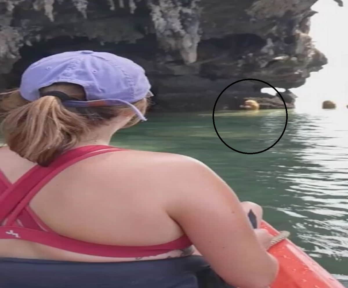 mysterious kind of animal found at Railay Krabi Thailand