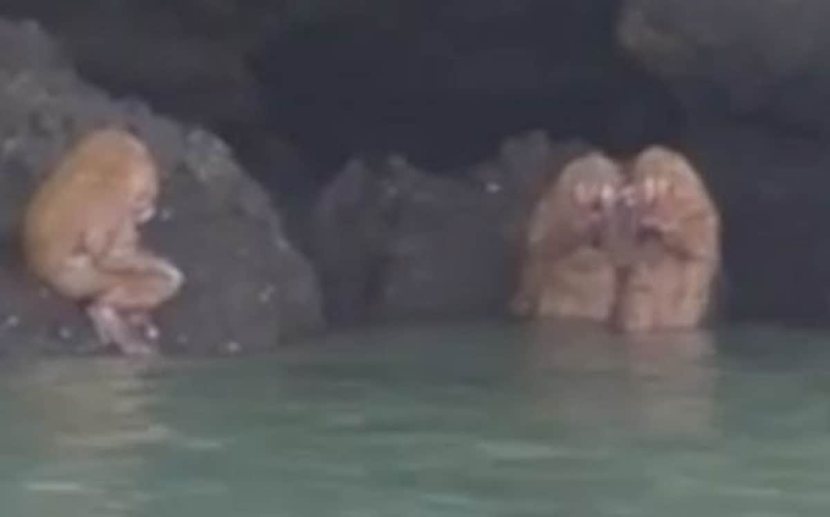 mysterious kind of animal found at Railay Krabi Thailand