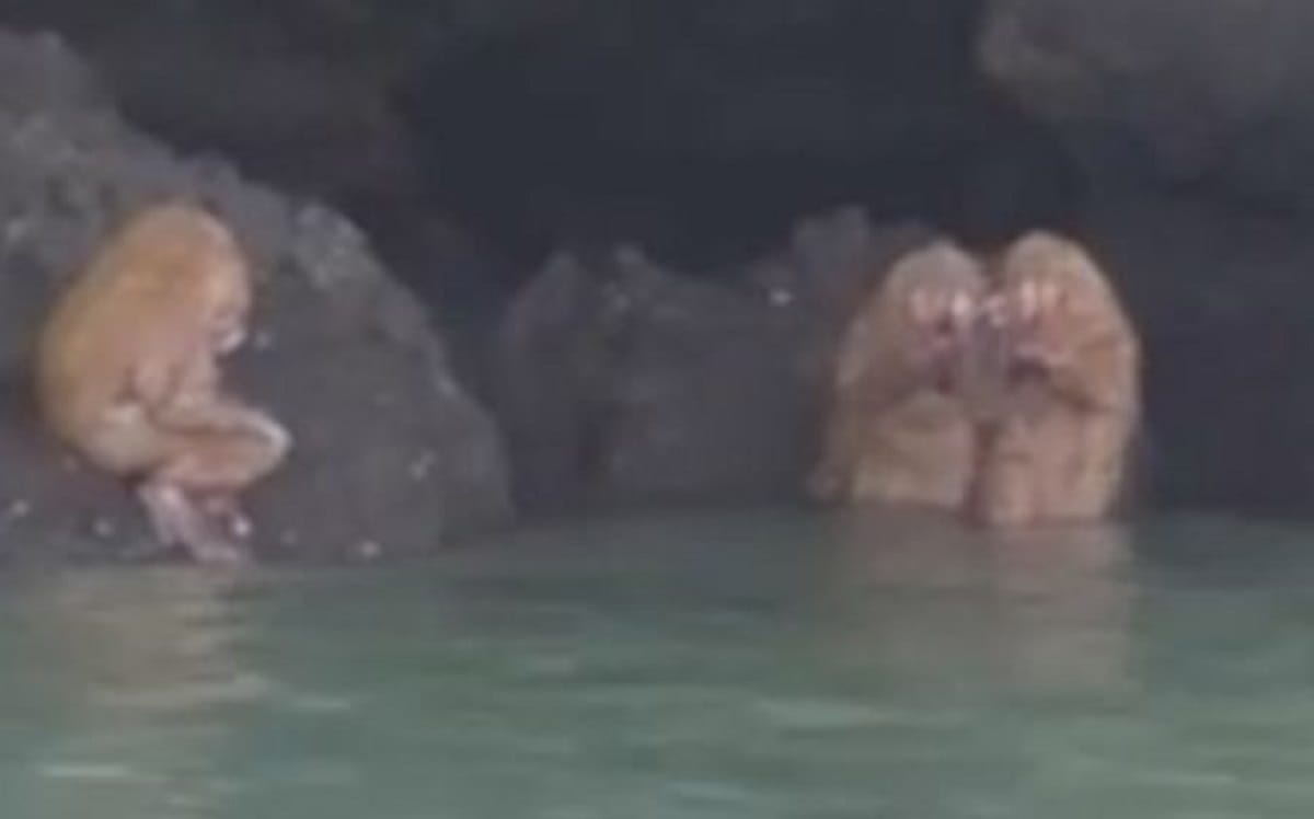 mysterious kind of animal found at Railay Krabi Thailand