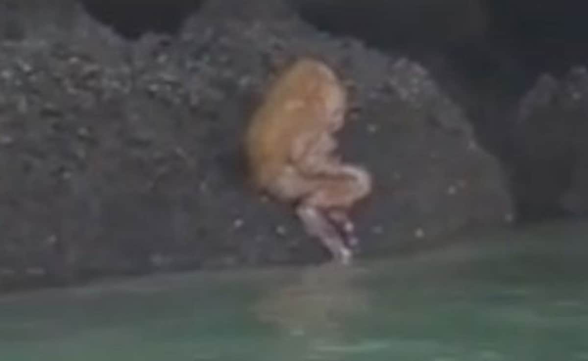 mysterious kind of animal found at Railay Krabi Thailand