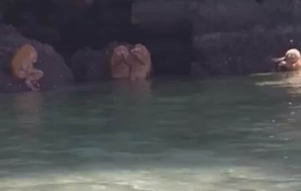 mysterious kind of animal found at Railay Krabi Thailand