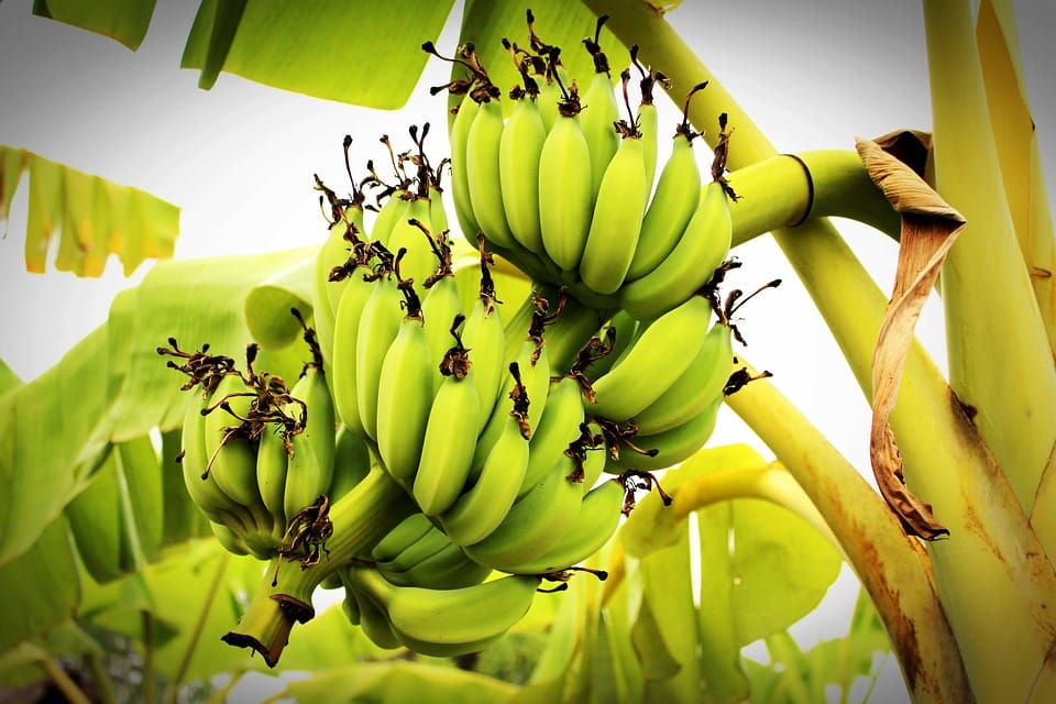 banana facts and banana tree banana benefits why bananas sold by the dozen