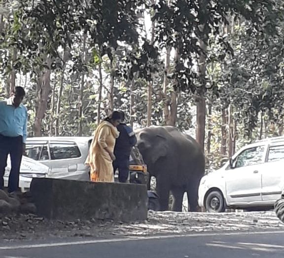 hungry elephant furor in ramnagar highway