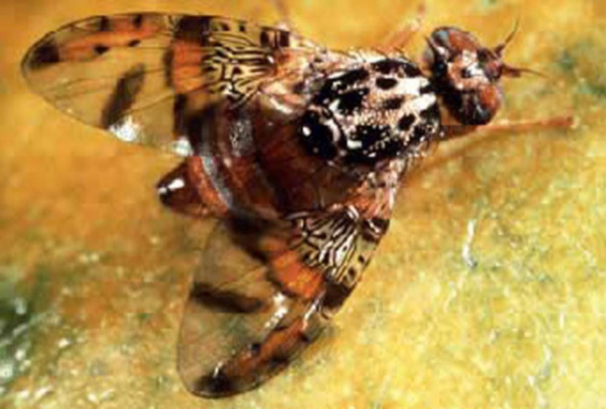 danger of fruit fly coming from Spain and Netherlands in Himachal