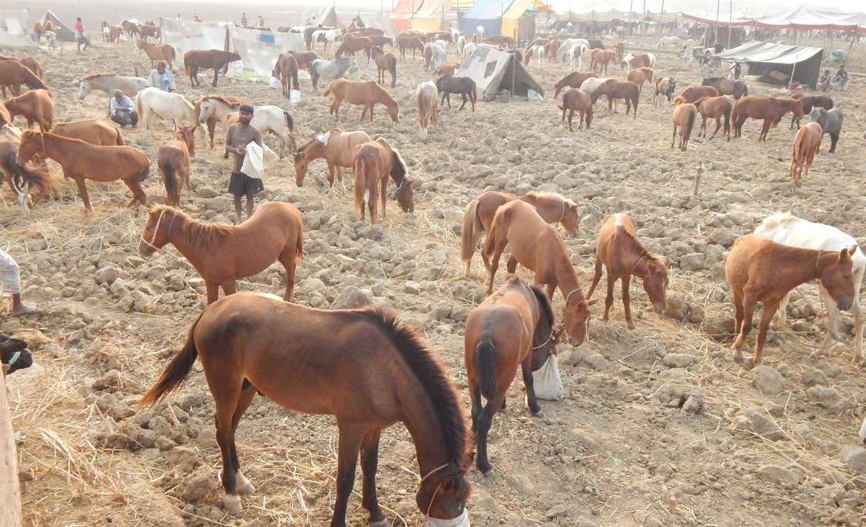 Nandigram cattle fair, Gulzar, landslide to reach