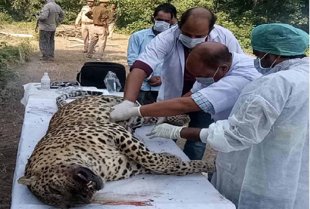 Post mortem of leopard body by Veterinarians In garland range campus at Pilibhit