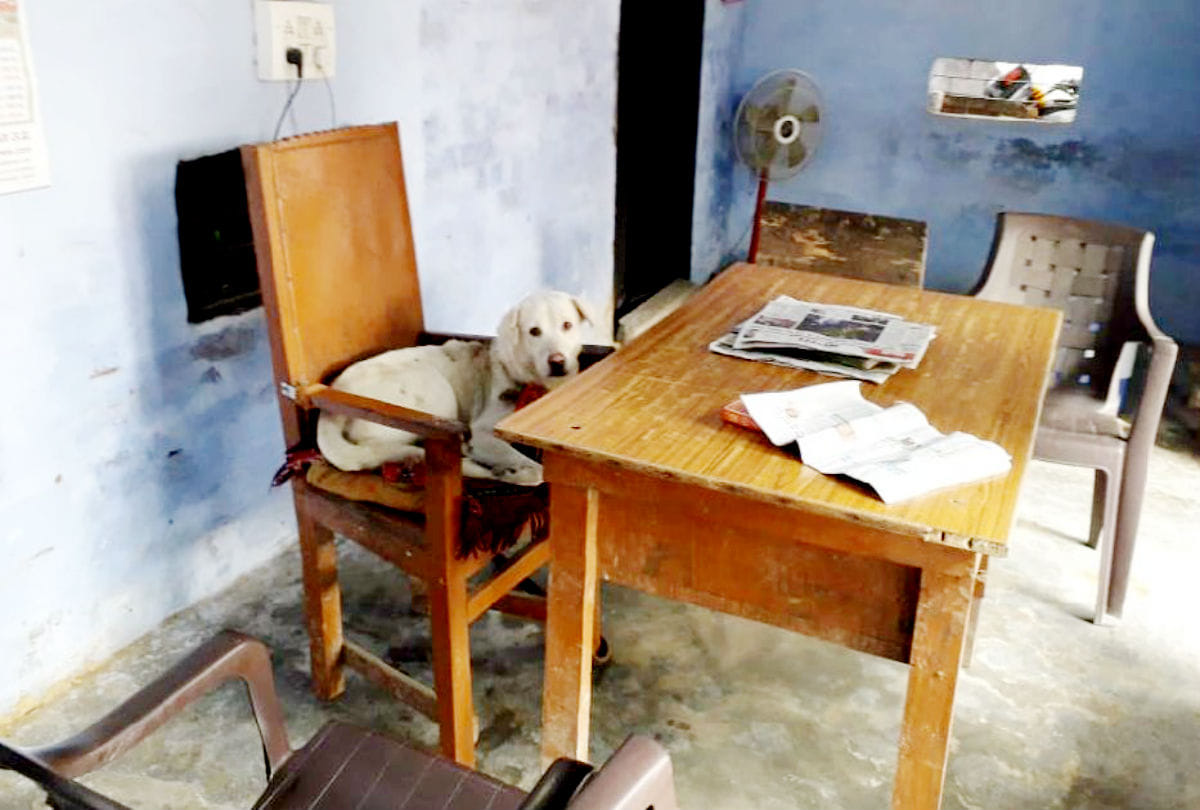 constables caught stray dog who sitting on chair of police in agra