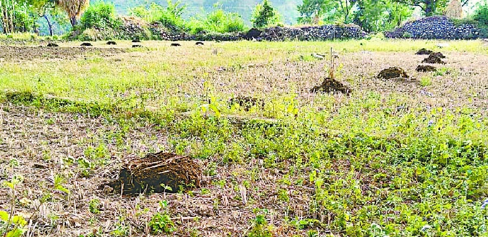 In the irrigation canal, the fields started becoming deteriorated