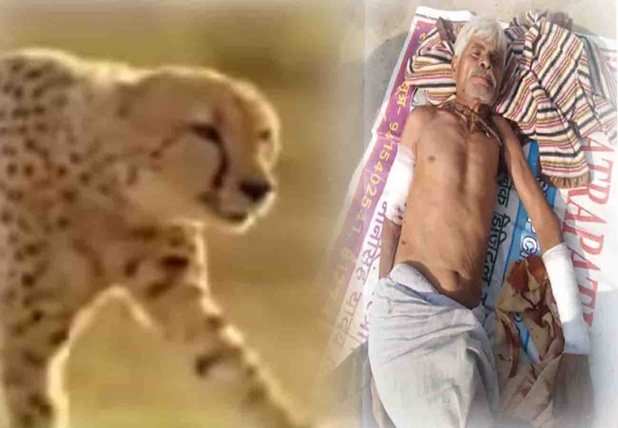 leopard attacks 7 people in hamirpur